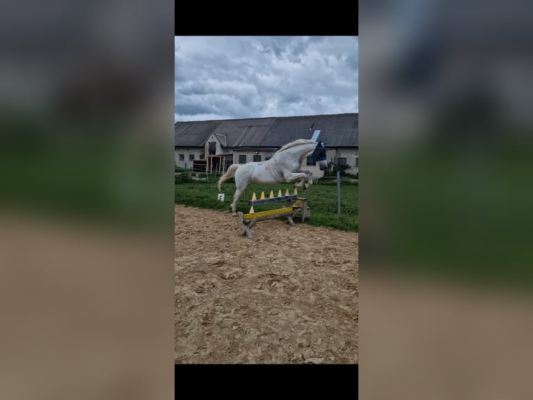 Mecklenburger warmbloed Ruin 14 Jaar 172 cm Schimmel in Rostock