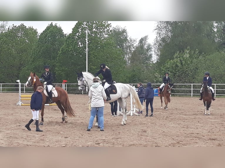 Mecklenburger warmbloed Ruin 14 Jaar 172 cm Schimmel in Rostock