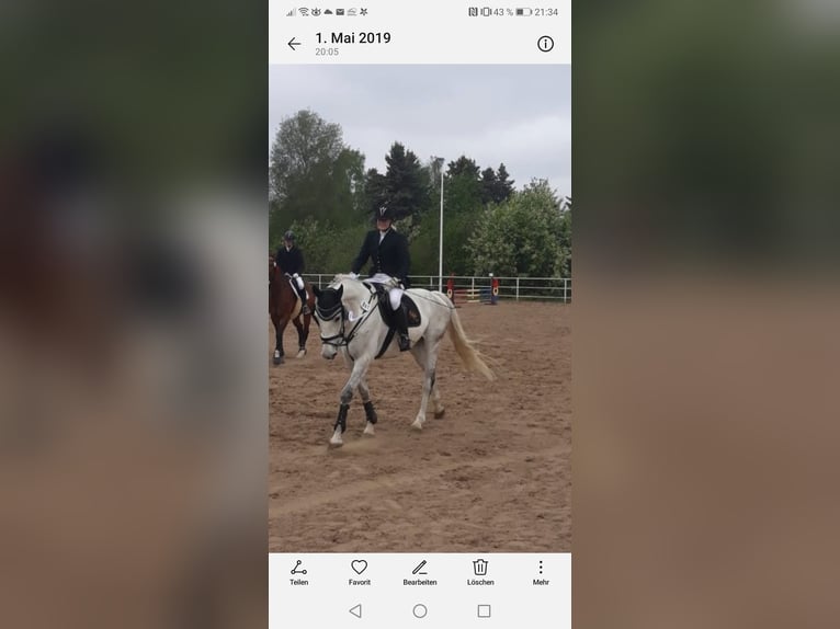 Mecklenburger warmbloed Ruin 14 Jaar 172 cm Schimmel in Rostock