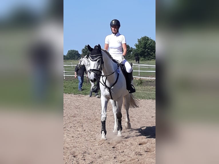 Mecklenburger warmbloed Ruin 14 Jaar 172 cm Schimmel in Rostock