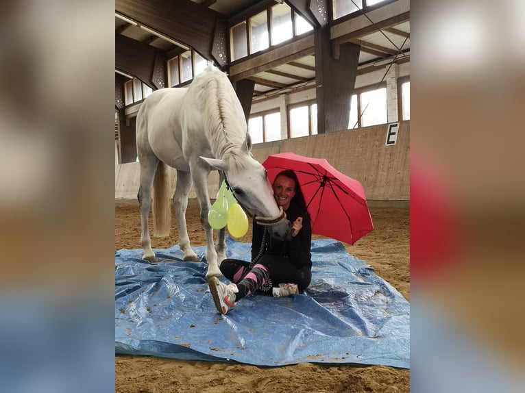 Mecklenburger warmbloed Ruin 14 Jaar 172 cm Schimmel in Rostock