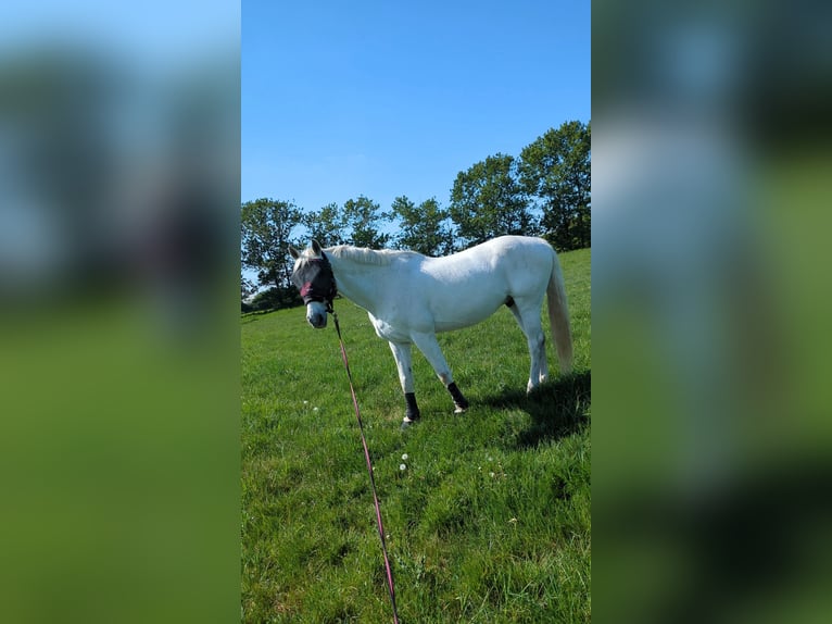 Mecklenburger warmbloed Ruin 14 Jaar 172 cm Schimmel in Rostock