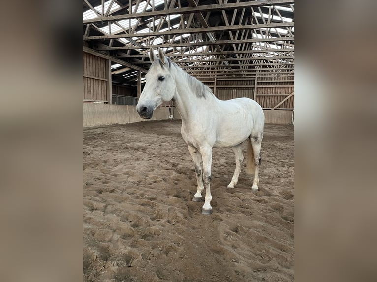 Mecklenburger warmbloed Ruin 14 Jaar 173 cm Schimmel in Sundhagen