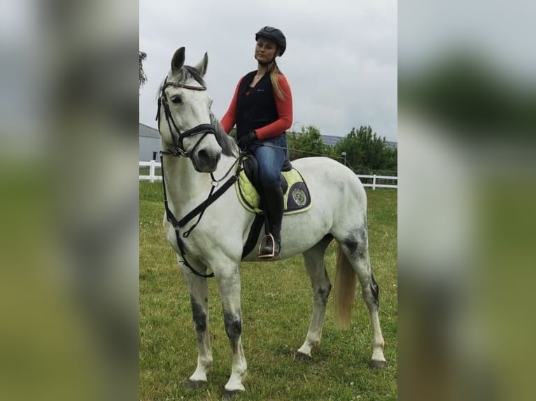 Mecklenburger warmbloed Ruin 14 Jaar 173 cm Schimmel in Sundhagen
