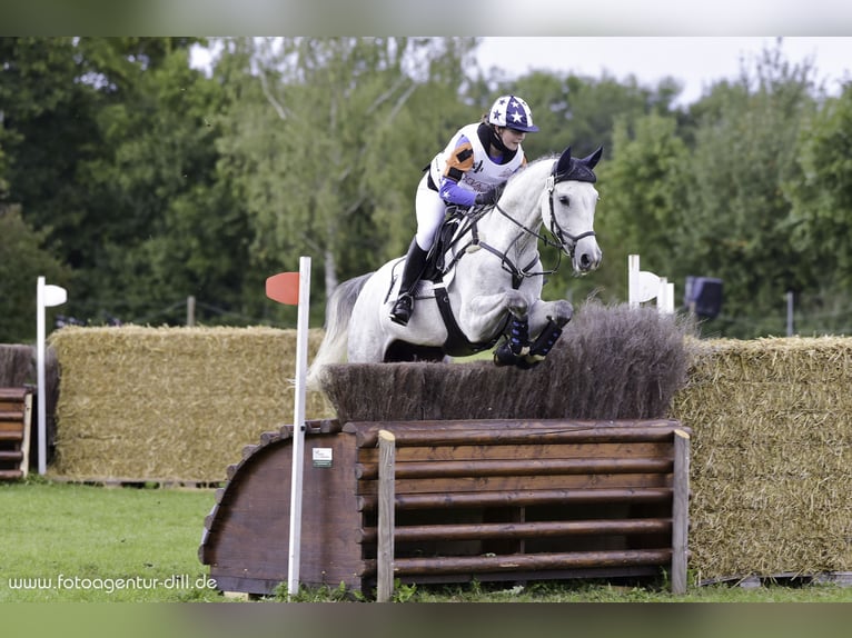 Mecklenburger warmbloed Ruin 16 Jaar 165 cm Appelschimmel in Regen