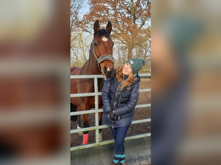 Mecklenburger warmbloed Ruin 16 Jaar 173 cm Bruin in Hetlingen