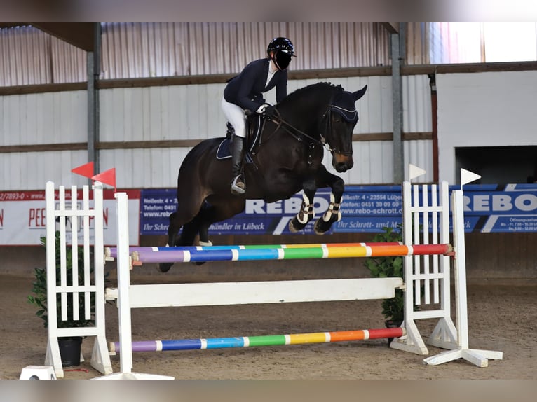 Mecklenburger warmbloed Ruin 17 Jaar 175 cm Zwartbruin in De Steeg