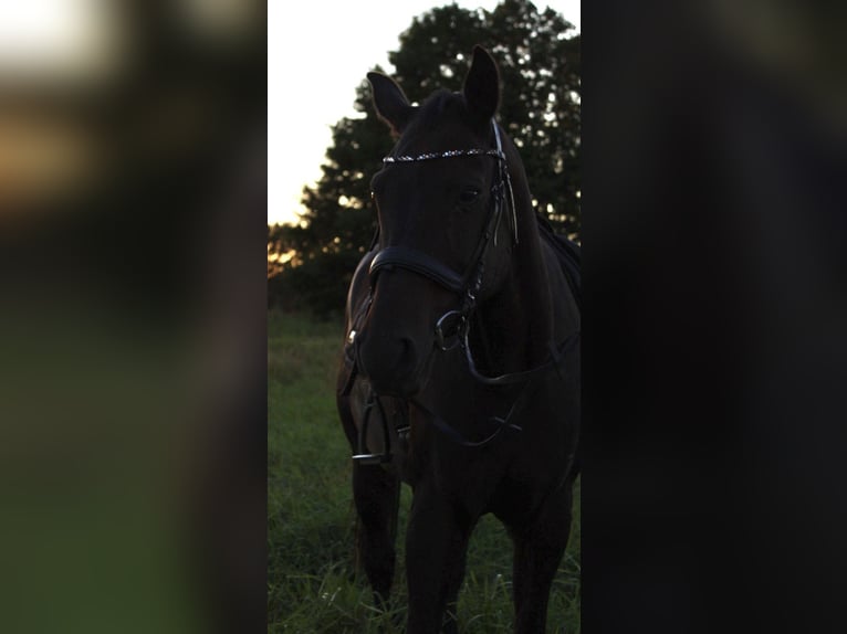 Mecklenburger warmbloed Ruin 18 Jaar 165 cm Bruin in Bützow