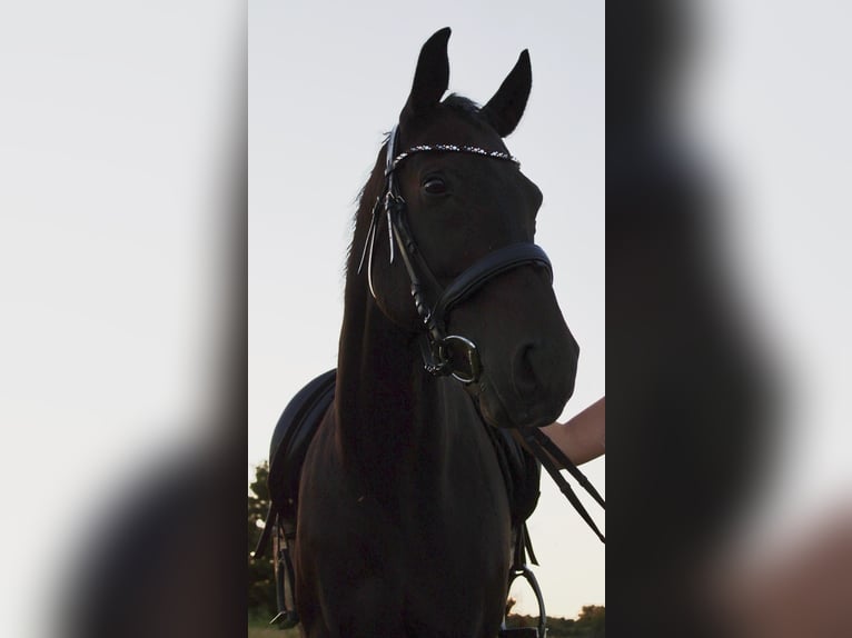 Mecklenburger warmbloed Ruin 18 Jaar 165 cm Bruin in Bützow