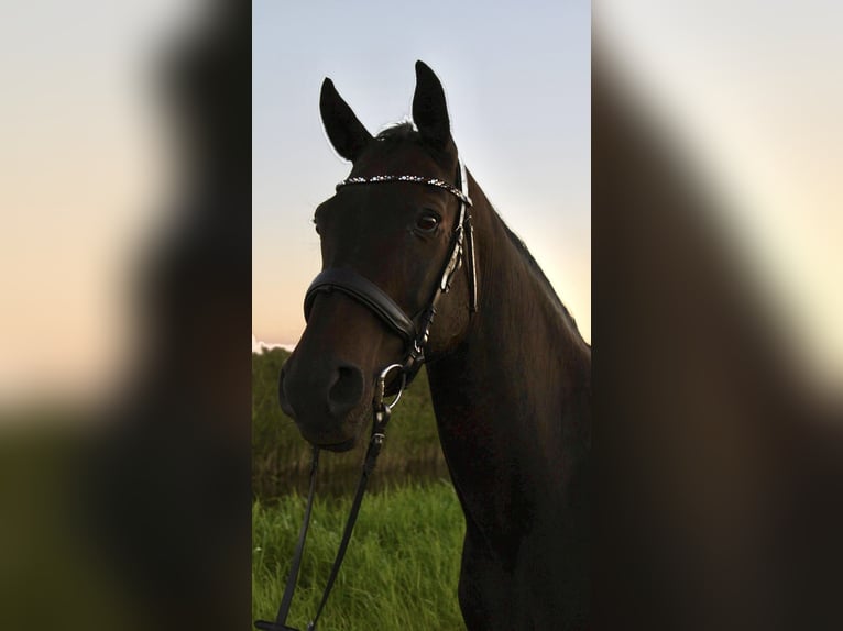 Mecklenburger warmbloed Ruin 18 Jaar 165 cm Bruin in Bützow