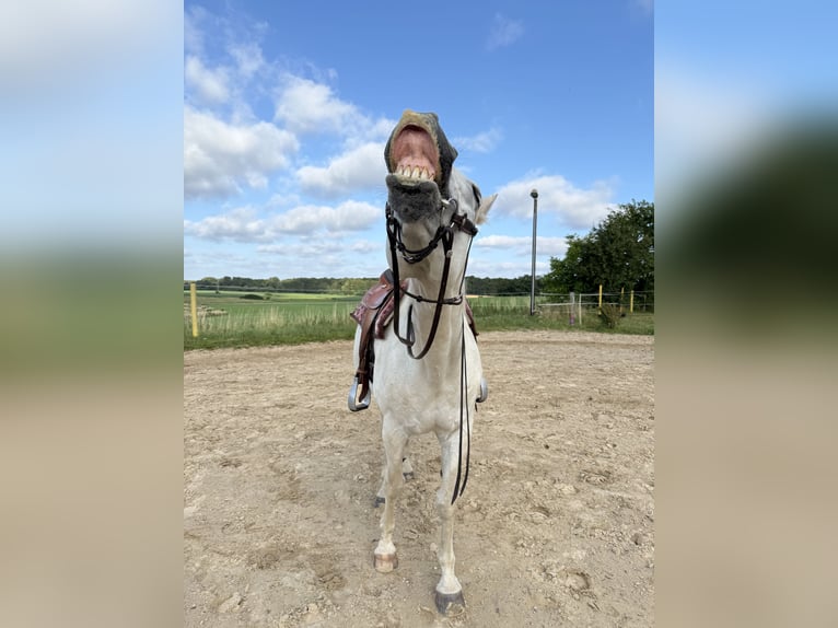 Mecklenburger warmbloed Ruin 20 Jaar 164 cm Schimmel in Sirksfelde