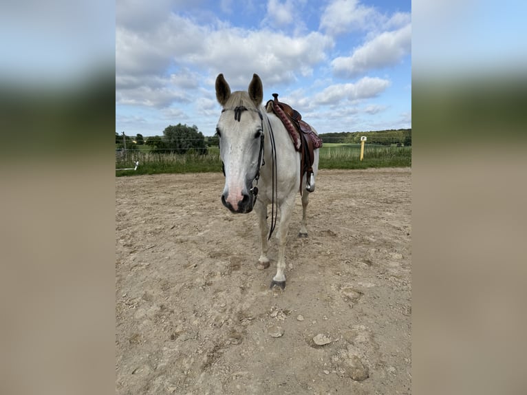Mecklenburger warmbloed Ruin 20 Jaar 164 cm Schimmel in Sirksfelde