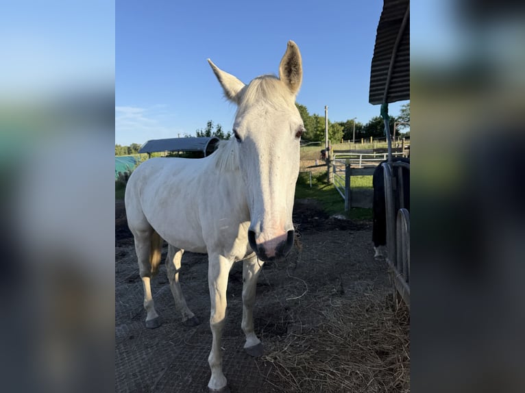 Mecklenburger warmbloed Ruin 20 Jaar 164 cm Schimmel in Sirksfelde