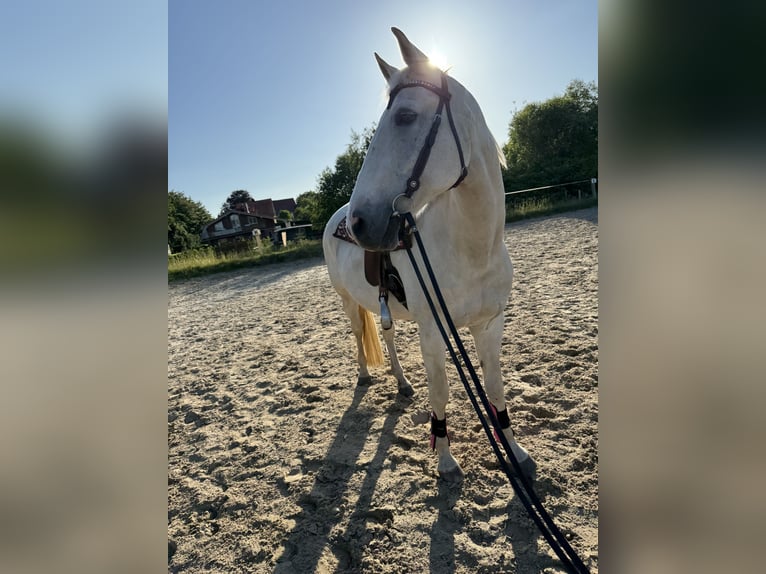 Mecklenburger warmbloed Ruin 20 Jaar 164 cm Schimmel in Sirksfelde