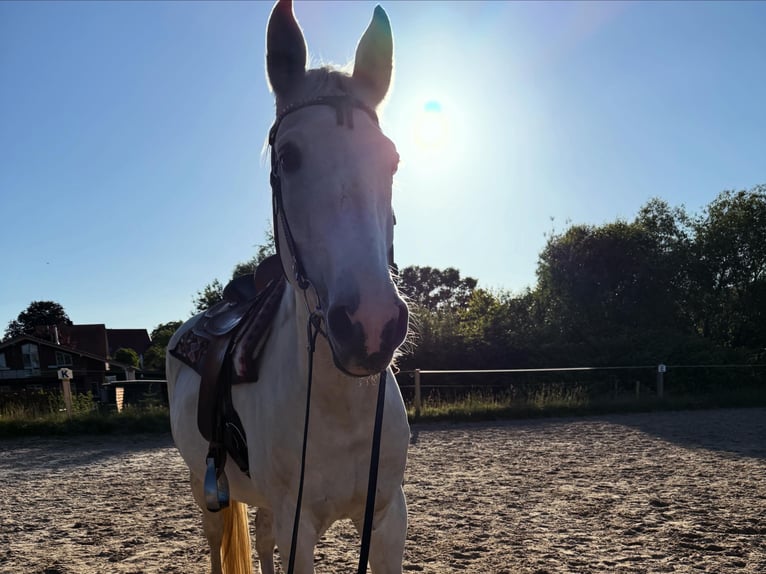 Mecklenburger warmbloed Ruin 20 Jaar 164 cm Schimmel in Sirksfelde