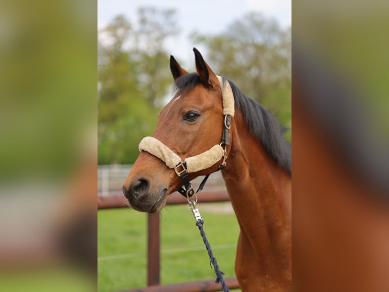 Mecklenburger warmbloed Ruin 21 Jaar 168 cm Bruin in Rheine