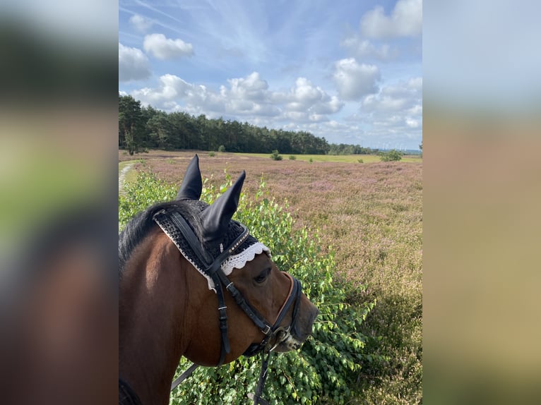 Mecklenburger warmbloed Ruin 21 Jaar 168 cm Bruin in Rheine