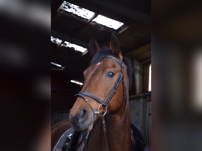 Mecklenburger warmbloed Ruin 21 Jaar 168 cm Bruin in Rheine