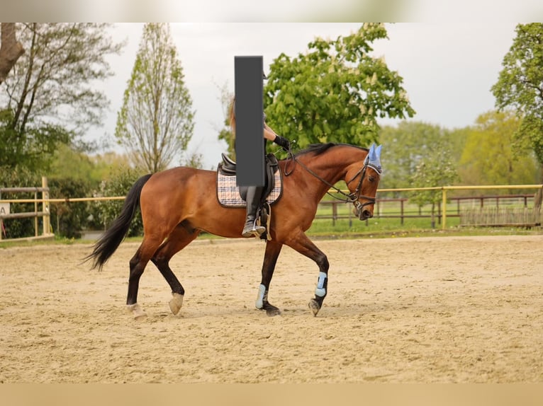 Mecklenburger warmbloed Ruin 21 Jaar 168 cm Bruin in Rheine