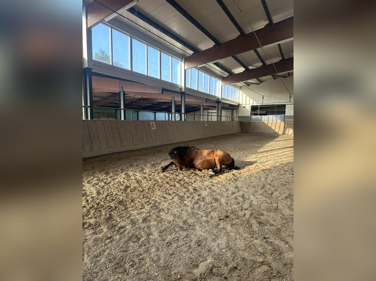 Mecklenburger warmbloed Ruin 21 Jaar 172 cm Bruin in Nordheim