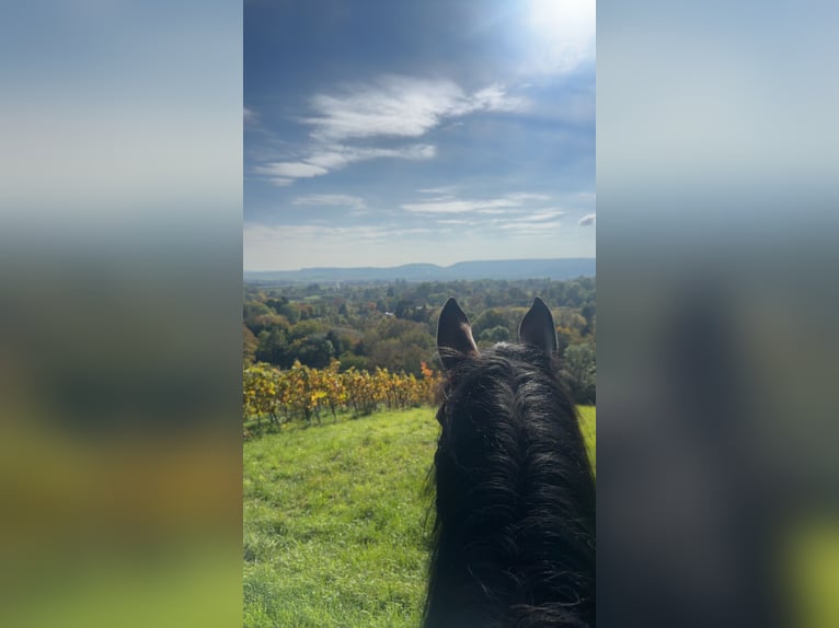 Mecklenburger warmbloed Ruin 21 Jaar 172 cm Bruin in Nordheim