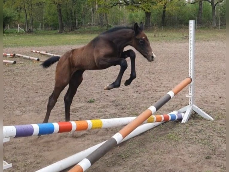 Mecklenburger warmbloed Ruin 2 Jaar 160 cm Schimmel in Ludwigslust