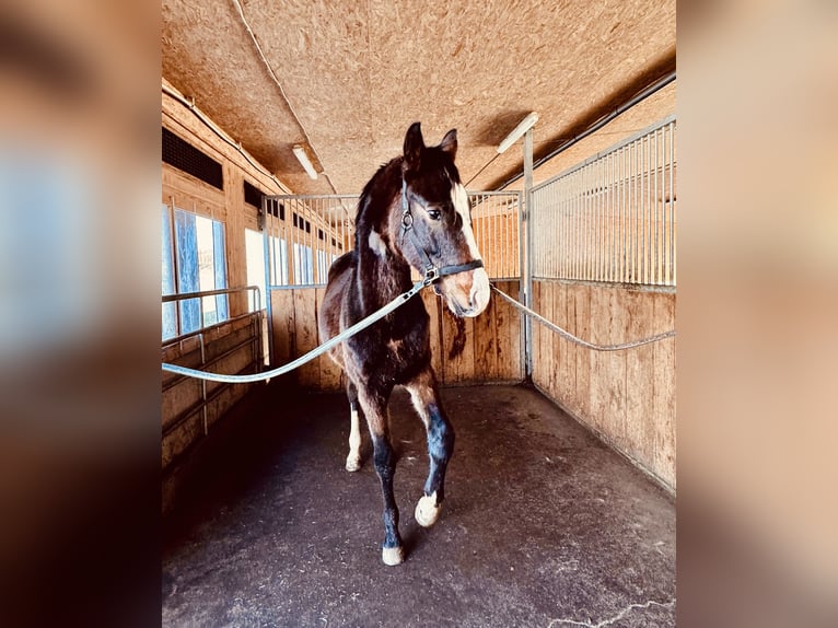 Mecklenburger warmbloed Ruin 2 Jaar 170 cm Bruin in Neuenstein