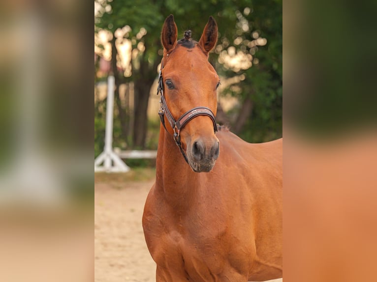 Mecklenburger warmbloed Mix Ruin 3 Jaar 149 cm Vos in Jesendorf