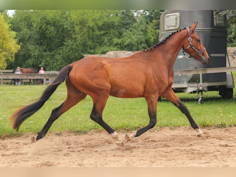 Mecklenburger warmbloed Mix Ruin 3 Jaar 149 cm Vos in Jesendorf