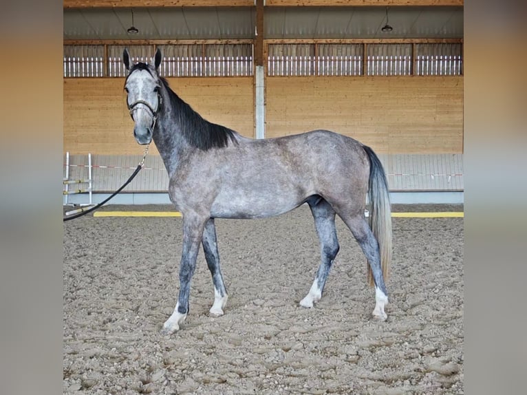 Mecklenburger warmbloed Ruin 3 Jaar 168 cm Schimmel in Neupotz