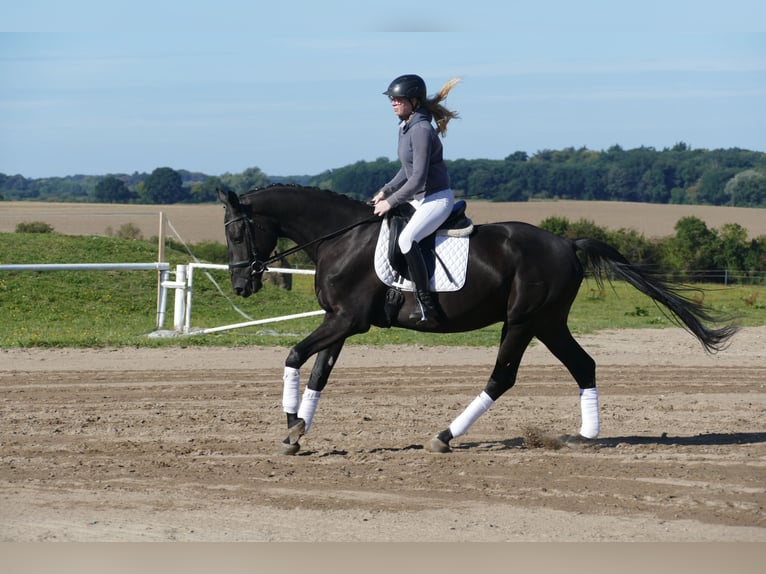 Mecklenburger warmbloed Ruin 3 Jaar 169 cm Zwart in Ganschow
