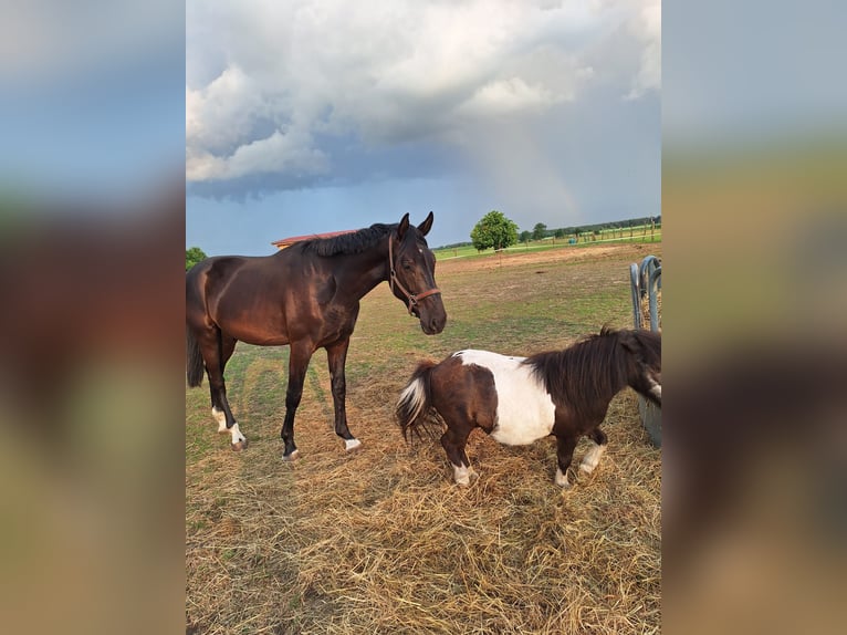 Mecklenburger warmbloed Ruin 3 Jaar 172 cm Zwart in Grabow