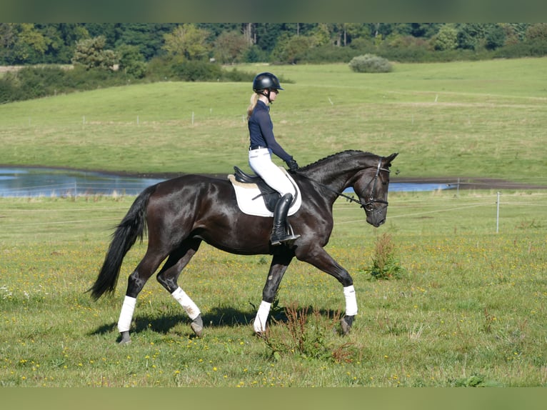 Mecklenburger warmbloed Ruin 3 Jaar 174 cm Zwart in Ganschow