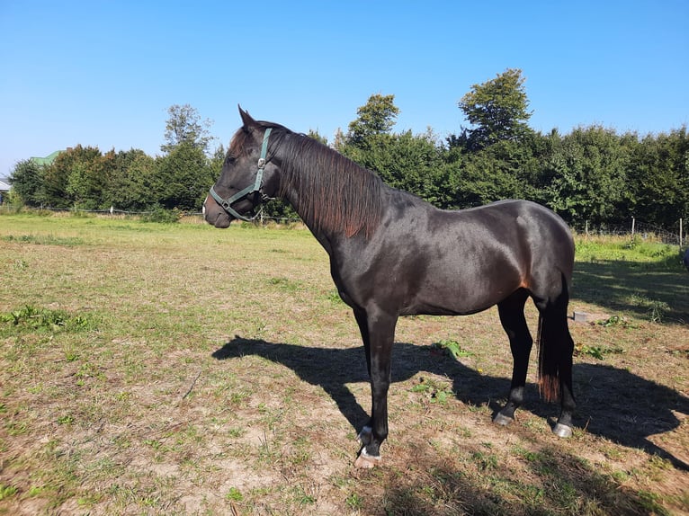 Mecklenburger warmbloed Ruin 3 Jaar Zwartbruin in Hohenkirchen / OT Manderow