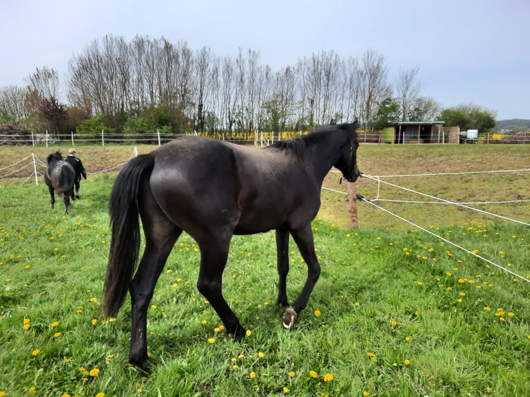 Mecklenburger warmbloed Ruin 3 Jaar Zwartbruin in Hohenkirchen / OT Manderow