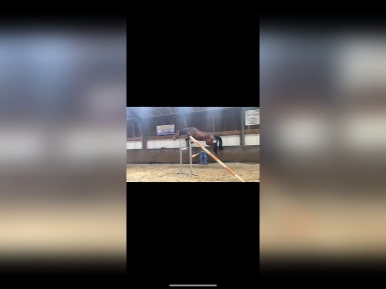 Mecklenburger warmbloed Ruin 4 Jaar 161 cm Bruin in Kaarst