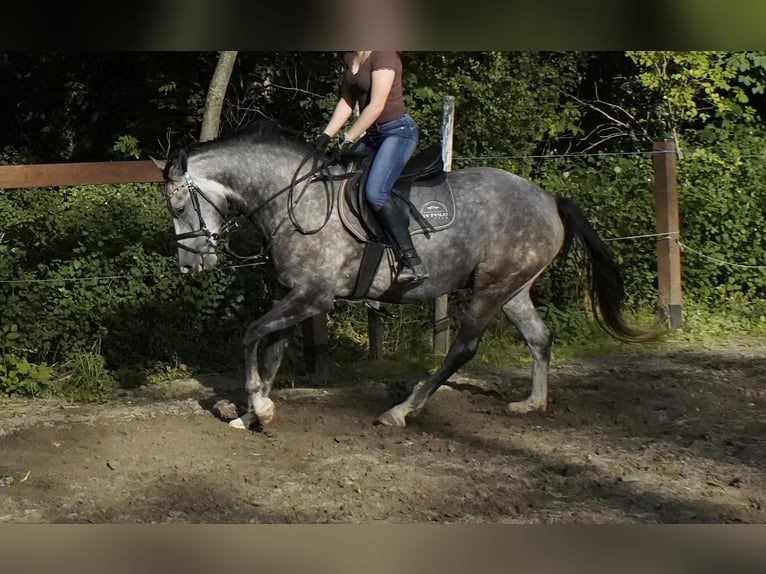Mecklenburger warmbloed Ruin 4 Jaar 162 cm Schimmel in Lentschow