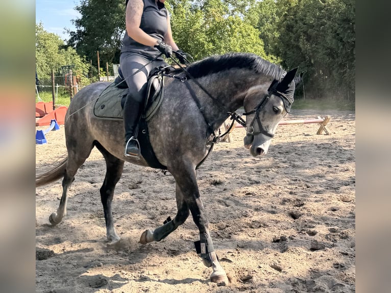 Mecklenburger warmbloed Ruin 4 Jaar 162 cm Schimmel in Lentschow