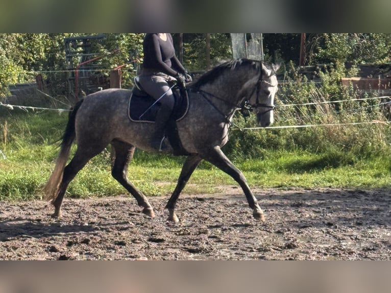Mecklenburger warmbloed Ruin 4 Jaar 162 cm Schimmel in Lentschow