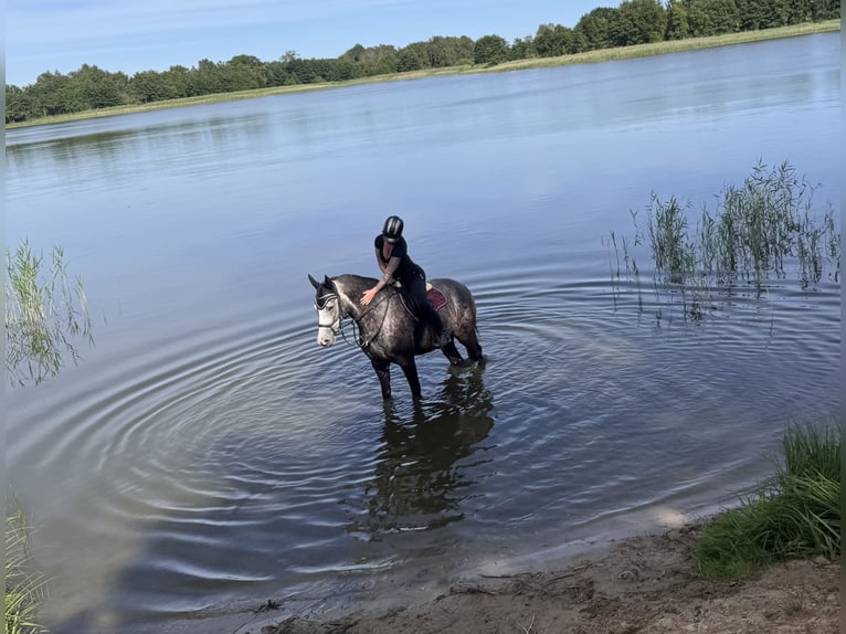Mecklenburger warmbloed Ruin 4 Jaar 162 cm Schimmel in Lentschow