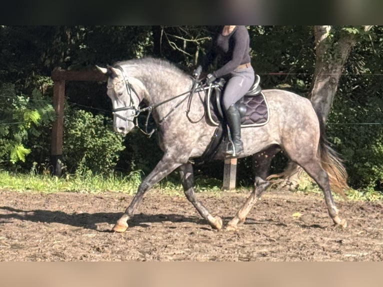 Mecklenburger warmbloed Ruin 4 Jaar 162 cm Schimmel in Lentschow
