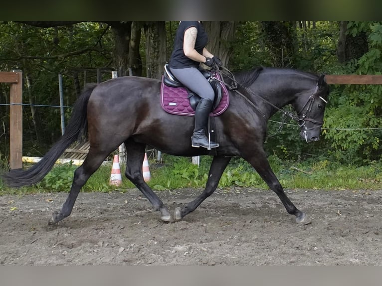 Mecklenburger warmbloed Ruin 4 Jaar 165 cm Zwartbruin in Lentschow