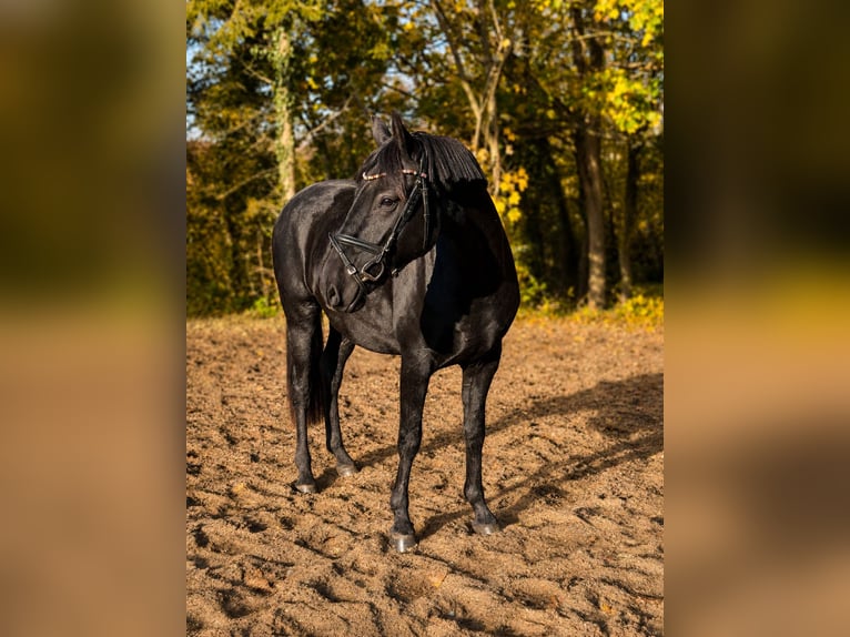 Mecklenburger warmbloed Ruin 4 Jaar 165 cm Zwartbruin in Lentschow