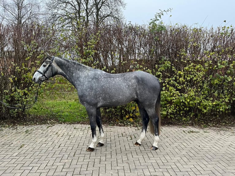 Mecklenburger warmbloed Ruin 4 Jaar 165 cm Zwartschimmel in Plau am SeePlau am See