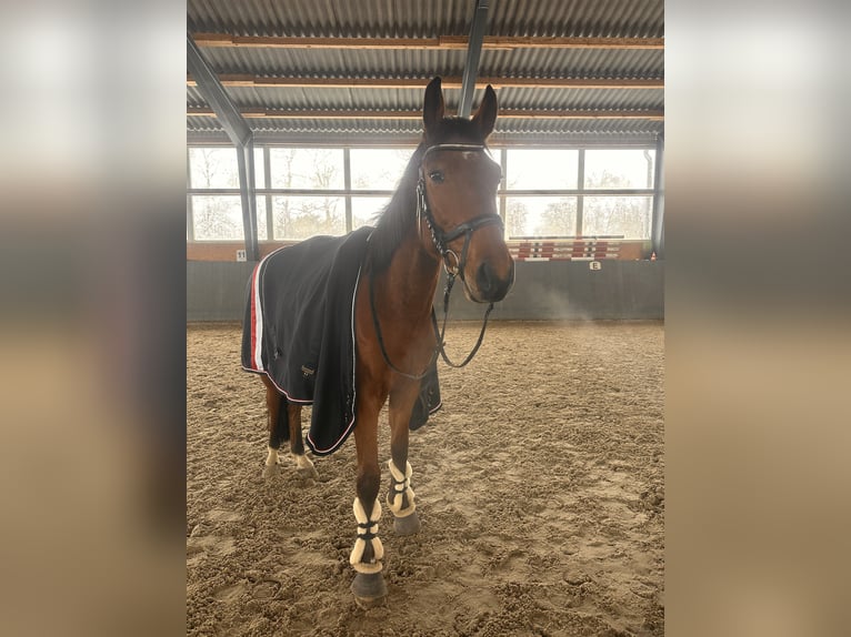 Mecklenburger warmbloed Ruin 4 Jaar 167 cm Bruin in Grimmen