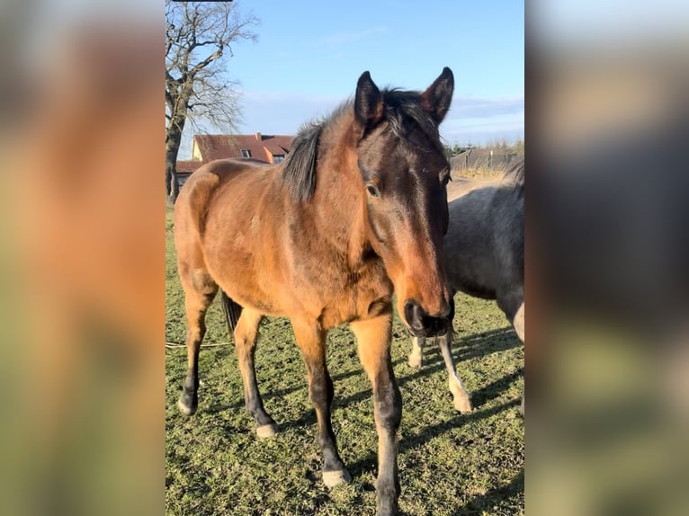 Mecklenburger warmbloed Ruin 4 Jaar 168 cm Bruin in Altentreptow