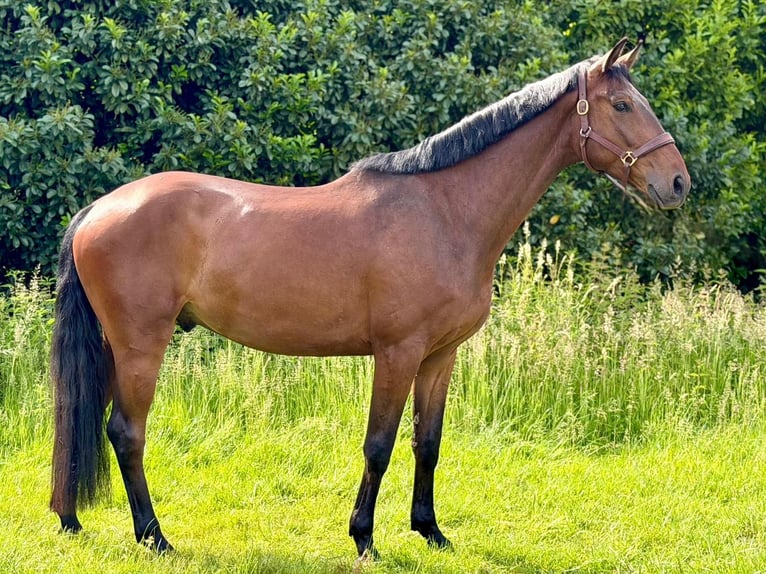 Mecklenburger warmbloed Ruin 4 Jaar 170 cm Bruin in Ratingen