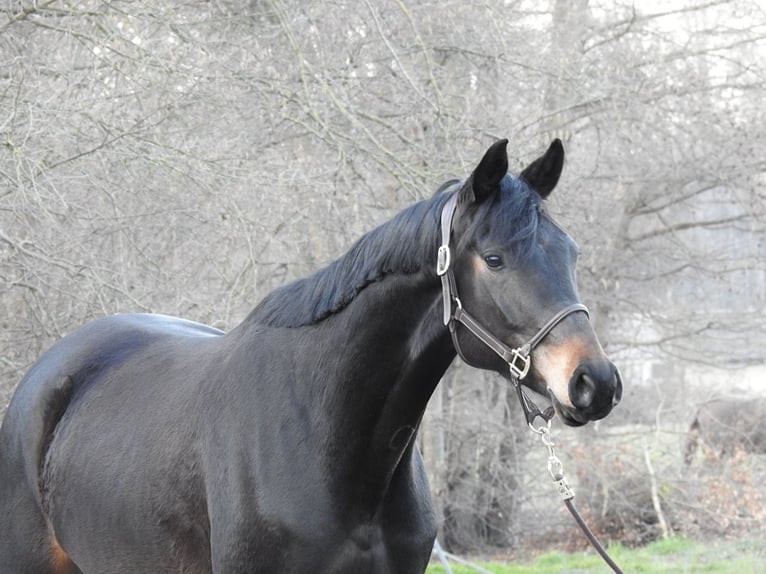 Mecklenburger warmbloed Ruin 4 Jaar 170 cm Donkerbruin in Verl