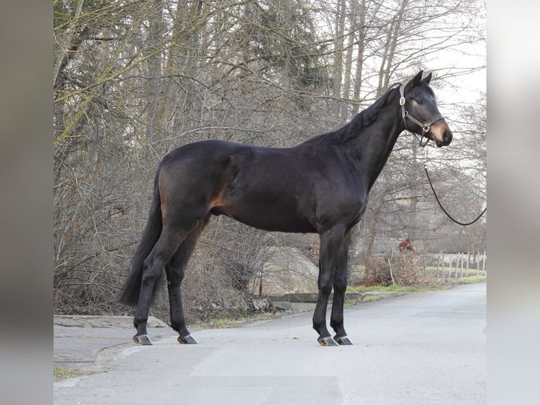 Mecklenburger warmbloed Ruin 4 Jaar 170 cm Donkerbruin in Verl