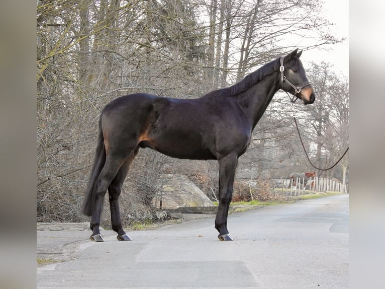 Mecklenburger warmbloed Ruin 4 Jaar 170 cm Donkerbruin in Verl